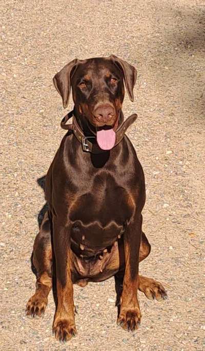 Dobermann/Mix zeigt euch-Beitrag-Bild