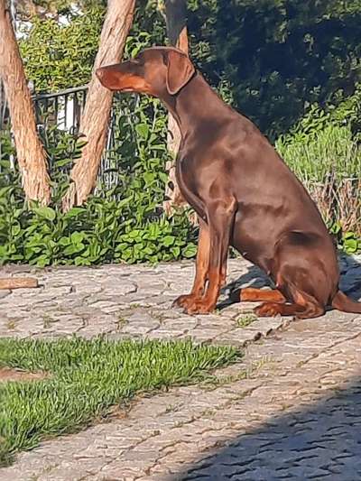 wachsame Hunderassen-Beitrag-Bild