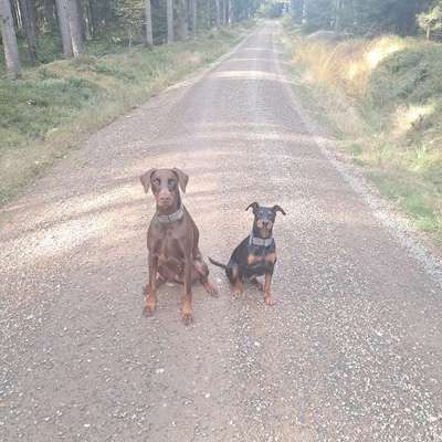 Hundetreffen-Gassi Runde-Bild