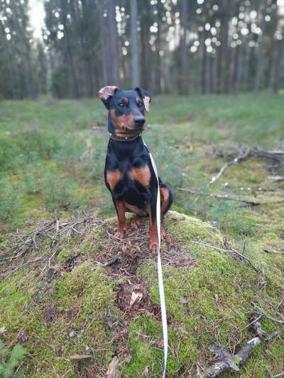 Pubertiere-Beitrag-Bild