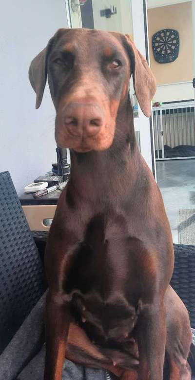 Dobermann Austausch-Beitrag-Bild