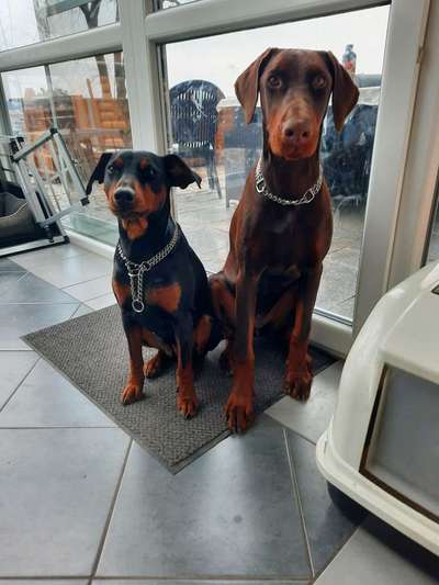 Mehrere Hunde zuhause !-Beitrag-Bild