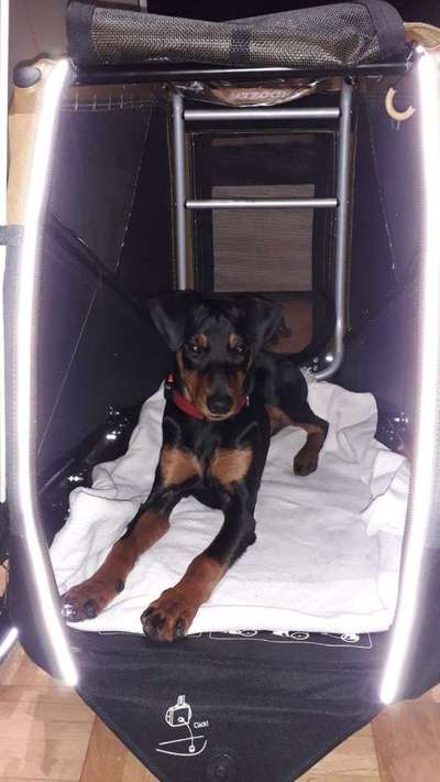 Hund an Fahrradabhänger gewöhnen-Beitrag-Bild