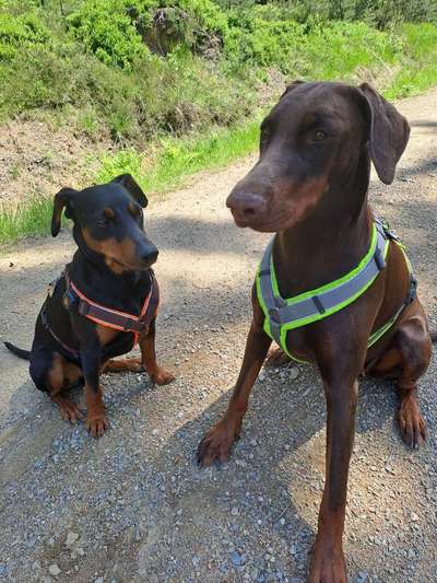 Geschirr, Halsband,Leine großer, starker Hund-Beitrag-Bild