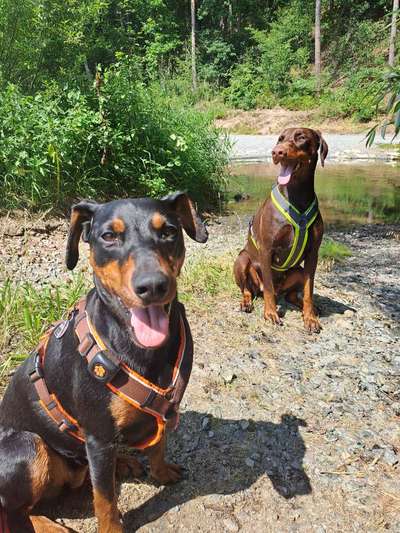 Wer von euch hat mindestens 2 Hündinnen Zuhause?-Beitrag-Bild