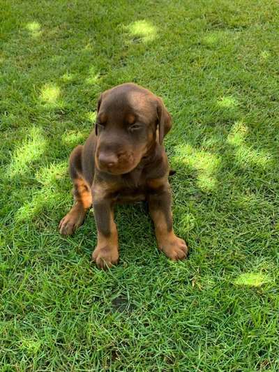 Das erste Bild eures Hundes-Beitrag-Bild