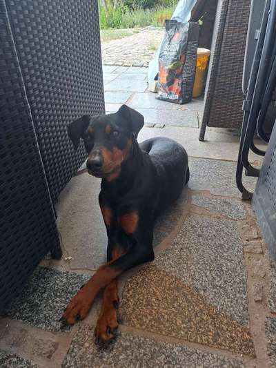 Gibt es noch weitere Rehpinscher oder Pinscher hier?-Beitrag-Bild