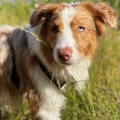 Hundetreffen-Gassirunden an der Werre-Bild