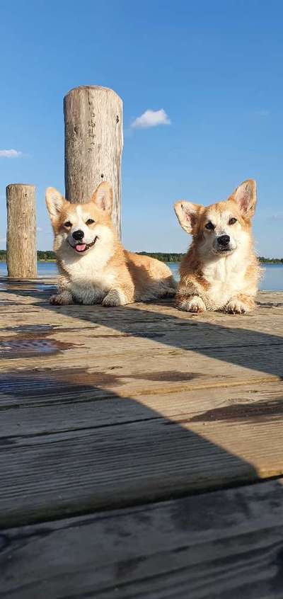 Corgis und ihre persönlichen Hofangestellten-Beitrag-Bild
