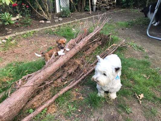 Dein Hund im Dogorama-Kalender 2021-Beitrag-Bild