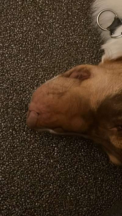 Dicke Schnauze-Beitrag-Bild