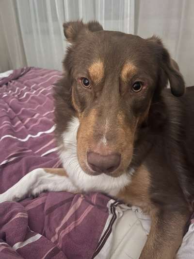 Dicke Schnauze-Beitrag-Bild