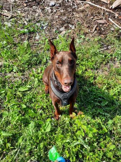 Wo sind die Dobis?-Beitrag-Bild