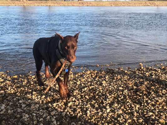 Dogorama-Monats-Challenge-Mai "Wasser"-Beitrag-Bild