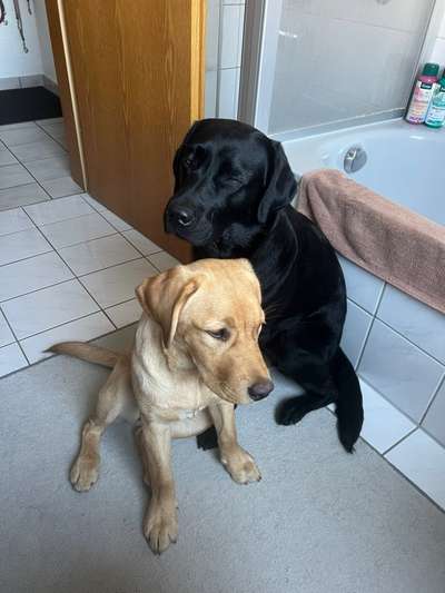 Labradorfans-Beitrag-Bild