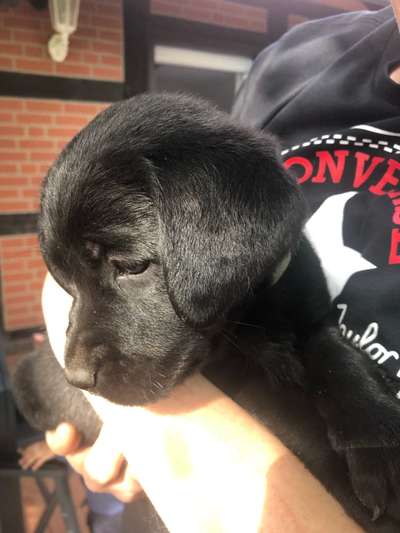 Welpen Bilder !-Beitrag-Bild