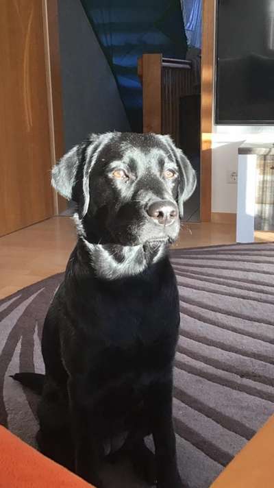 Unsere Fellnasen im Regenbogenland-Beitrag-Bild