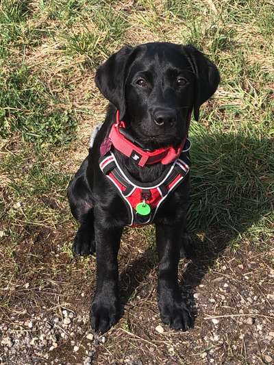 Labradorfans-Beitrag-Bild