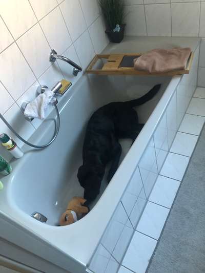 Dogorama Photo Challenge - Schattiges Plätzchen-Beitrag-Bild