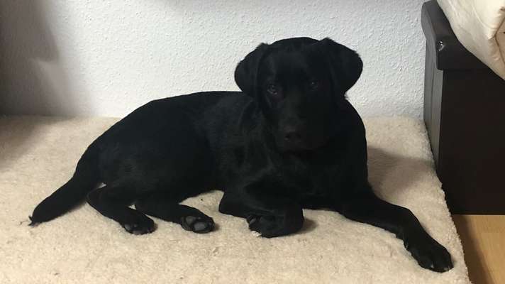 Labradorfans-Beitrag-Bild