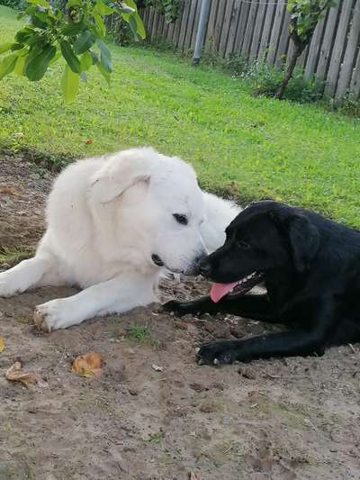 Fotochallenge liebespaare-Beitrag-Bild