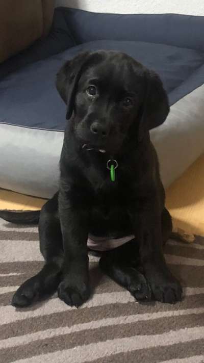 Als Welpen sind sie alle noch süßer-Beitrag-Bild