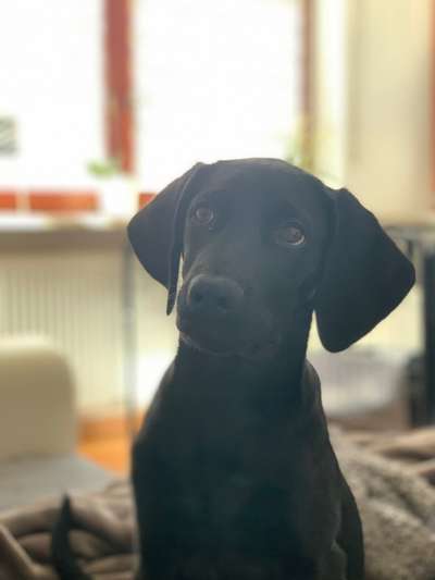 Labradorfans-Beitrag-Bild