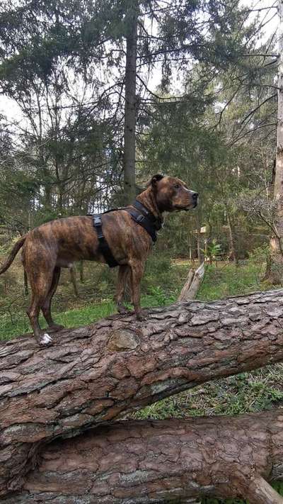 Hundetreffen-Trainings und spielrunden-Bild