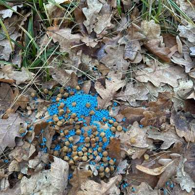 Giftköder-Giftköder-Bild