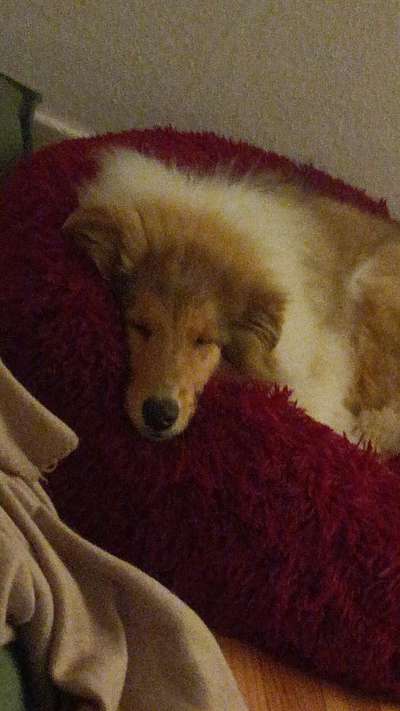 Langhaar Collies-Beitrag-Bild