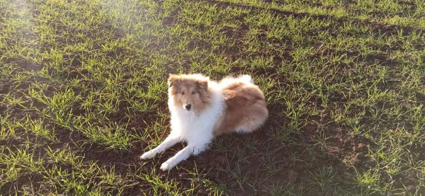 Wie heißt dein Hund?-Beitrag-Bild