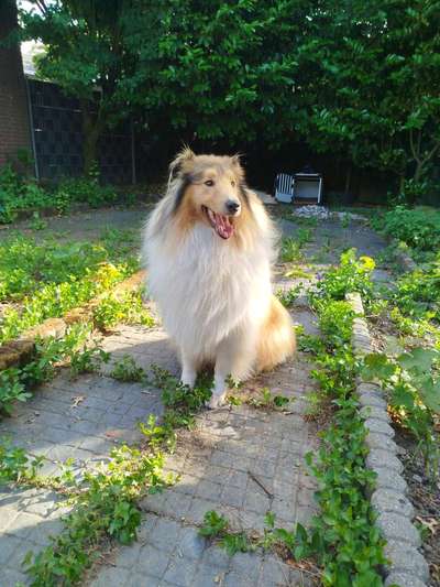 Hundetreffen-Suchesouveräne Hundekontakte für meinen intakten Rüden-Bild