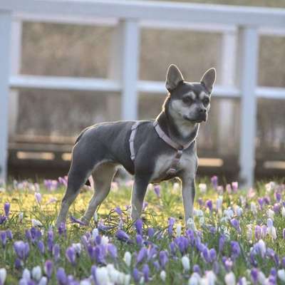 Hundetreffen-Gassi / Spielen-Bild