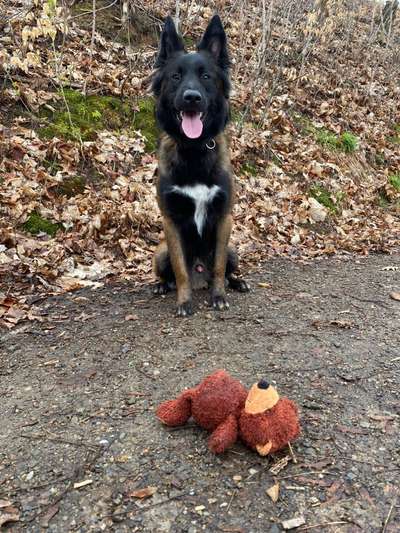 Zeigt eure Malinois!!!-Beitrag-Bild