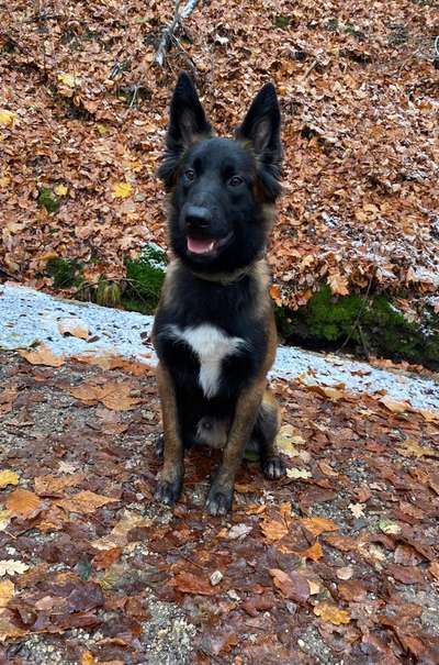 Hundetreffen-Treffen zum Trainieren-Bild