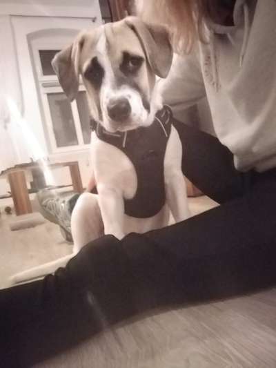 Ein Geschirr bitte...-Beitrag-Bild