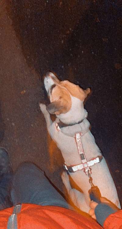 Hundetreffen-Treffen zum Trainieren-Bild