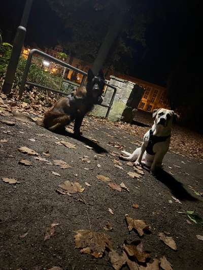 Ein Geschirr bitte...-Beitrag-Bild