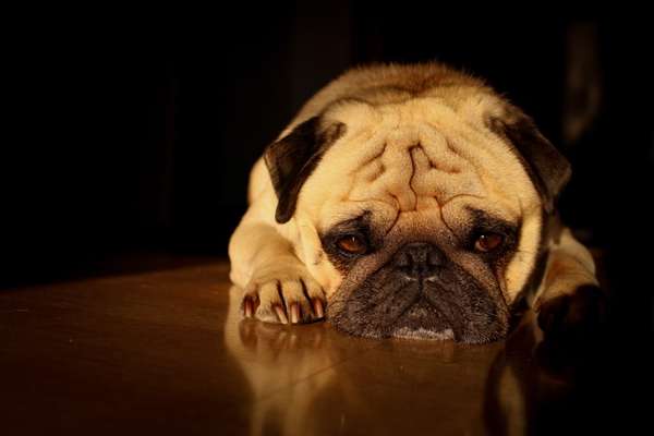 Foto's und Hundemodels-Beitrag-Bild