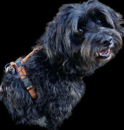 Foto's und Hundemodels-Beitrag-Bild