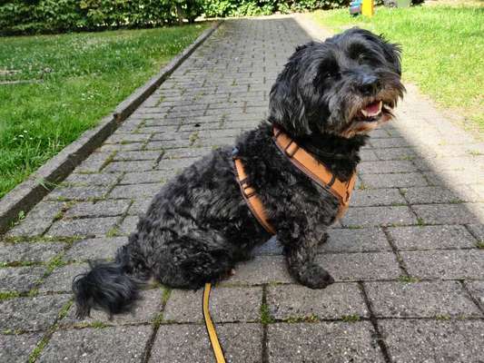 Hundegeschirr-Beitrag-Bild