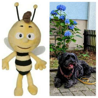 Wie heißt dein Hund?-Beitrag-Bild