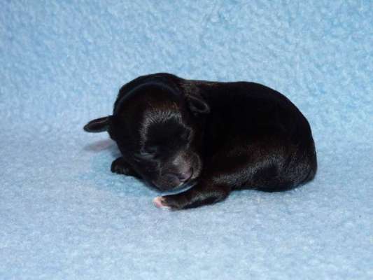 Welpen Bilder !-Beitrag-Bild