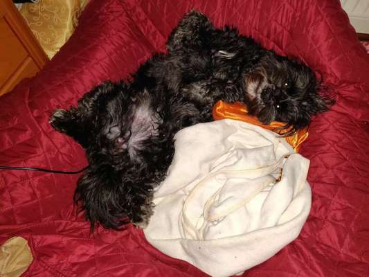 Foto's und Hundemodels-Beitrag-Bild