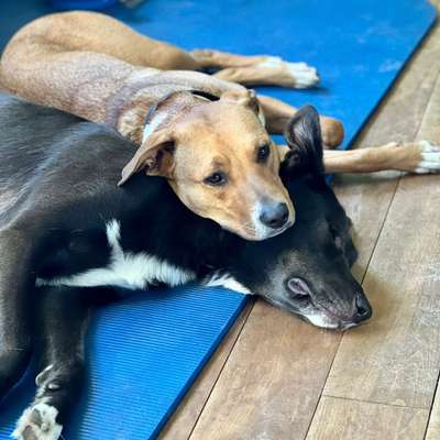 Hundetreffen-Gassi Sonntag-Bild