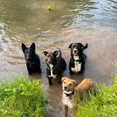 Hundetreffen-Gelnhausen, locker beisammen sein, chillen spass haben. Bitte Kein dummes hundewrestling.-Bild