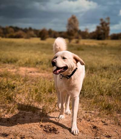 Hundetreffen-Fitus sucht Spiel- und/ oder Gassikameraden! 🐾-Bild