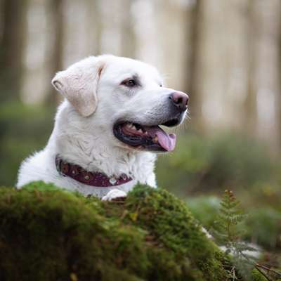 aktuelles Foto Gruppe Instagram, Dogfluencer & UGC