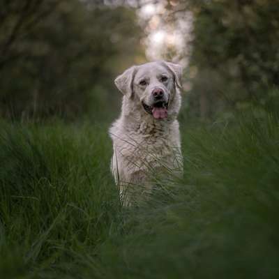 Hundetreffen-🐾 Fitus sucht Gassi- & Trainingspartner! 🐾-Bild