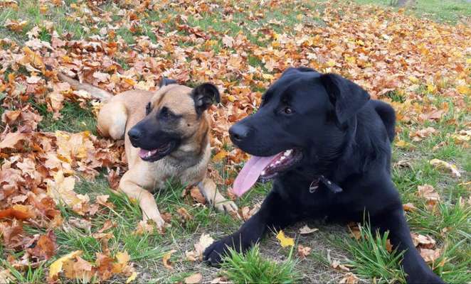 Bester Freund, Hundekumpel - zeigt her!-Beitrag-Bild